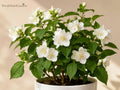 Sweet Mock Orange Bare Root Plant 12-24in Philadelphus coronarius Fragrant Garden Shrub