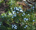 Eastern Red Cedar Juniper Seedling Pack – Live Evergreen Trees, Bare Root, 10 Plants, Hardy, Suitable for Bonsai & Landscaping