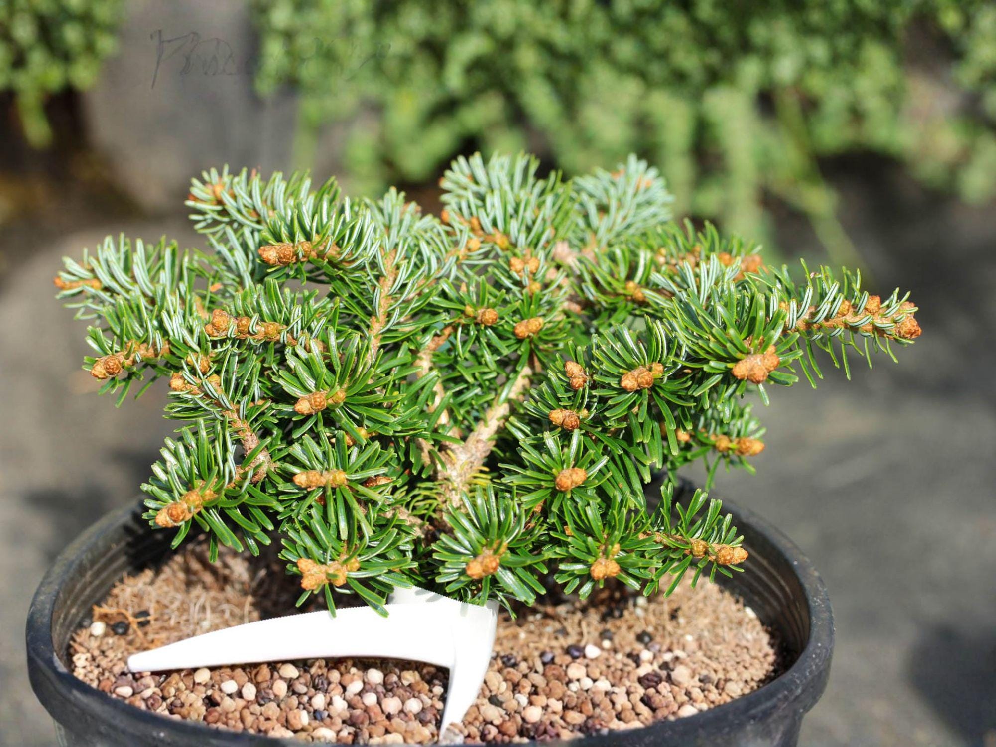 European Silver Fir Seeds – Abies alba Evergreen Conifer for Woodland Gardens & Reforestation