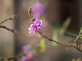 Showy Tick Trefoil Seeds – Desmodium canadense Native Wildflower for Pollinator Gardens & Prairie Landscaping