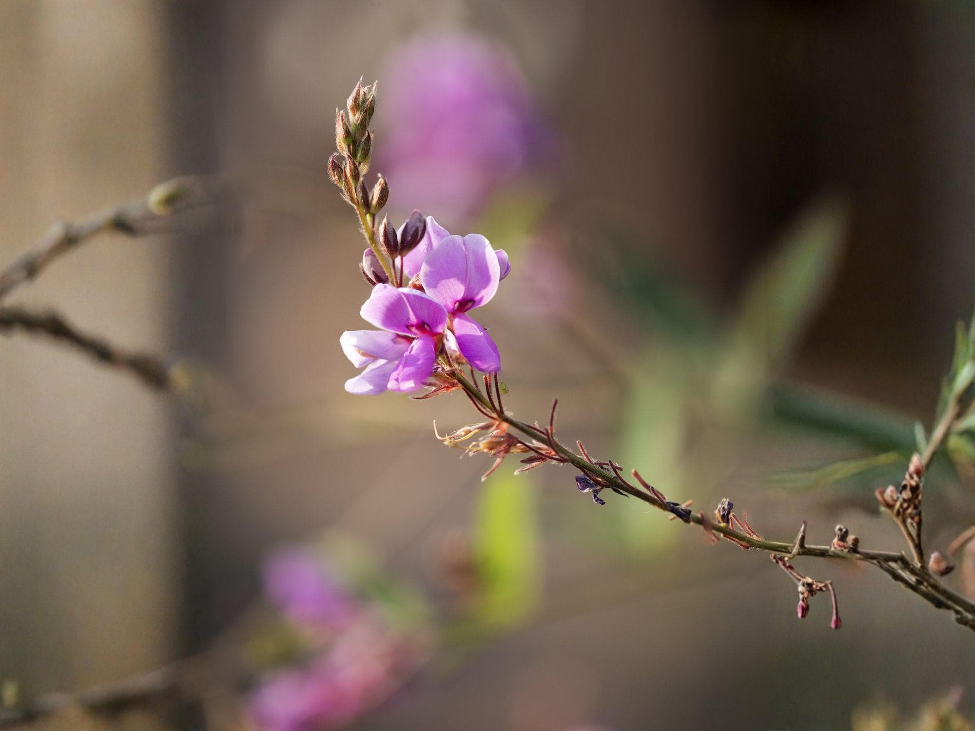Showy Tick Trefoil Seeds – Desmodium canadense Native Wildflower for Pollinator Gardens & Prairie Landscaping