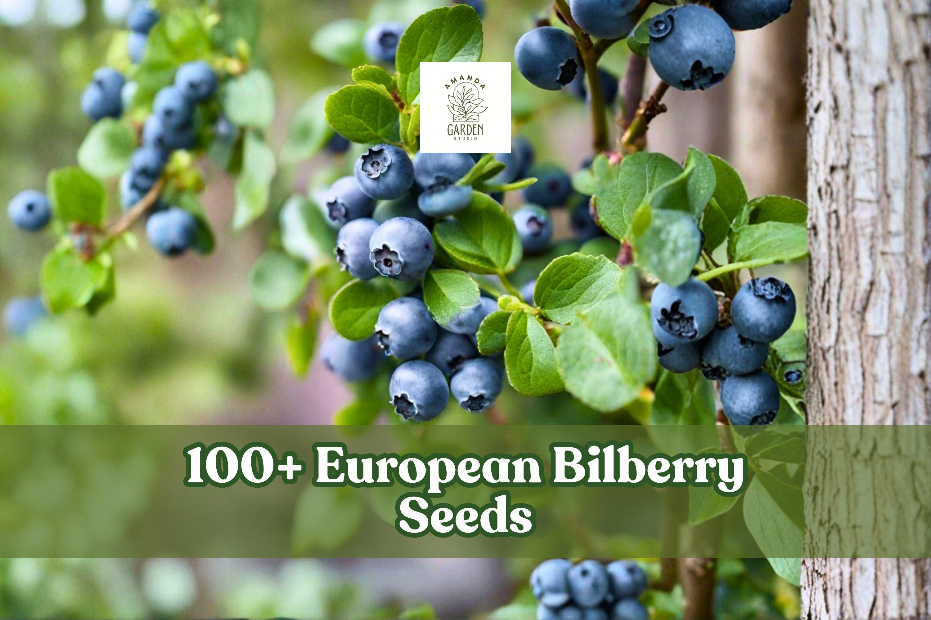 European Bilberry Seeds – Vaccinium myrtillus Lowbush Blueberry, Perennial Shrub, 100+ Seeds for Woodland Gardens