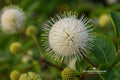 Buttonbush Shrub Bare Root 12–24 in Cephalanthus occidentalis Native Wetland Plant