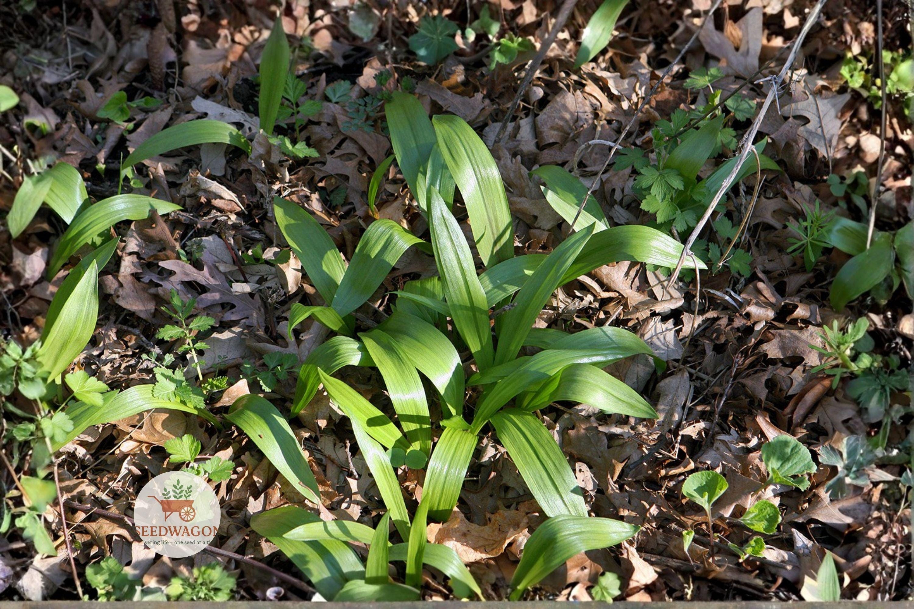 Wild Leek Seeds – Allium tricoccum – Edible Woodland Herb, Heirloom Perennial, Ramps, Wild Leeks, Shade Garden Plant