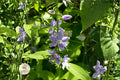 Tall Bellflower Seeds | Native Wildflower | Blue-Violet Star-Shaped Blooms | Campanula americana Pollinator Garden Seeds