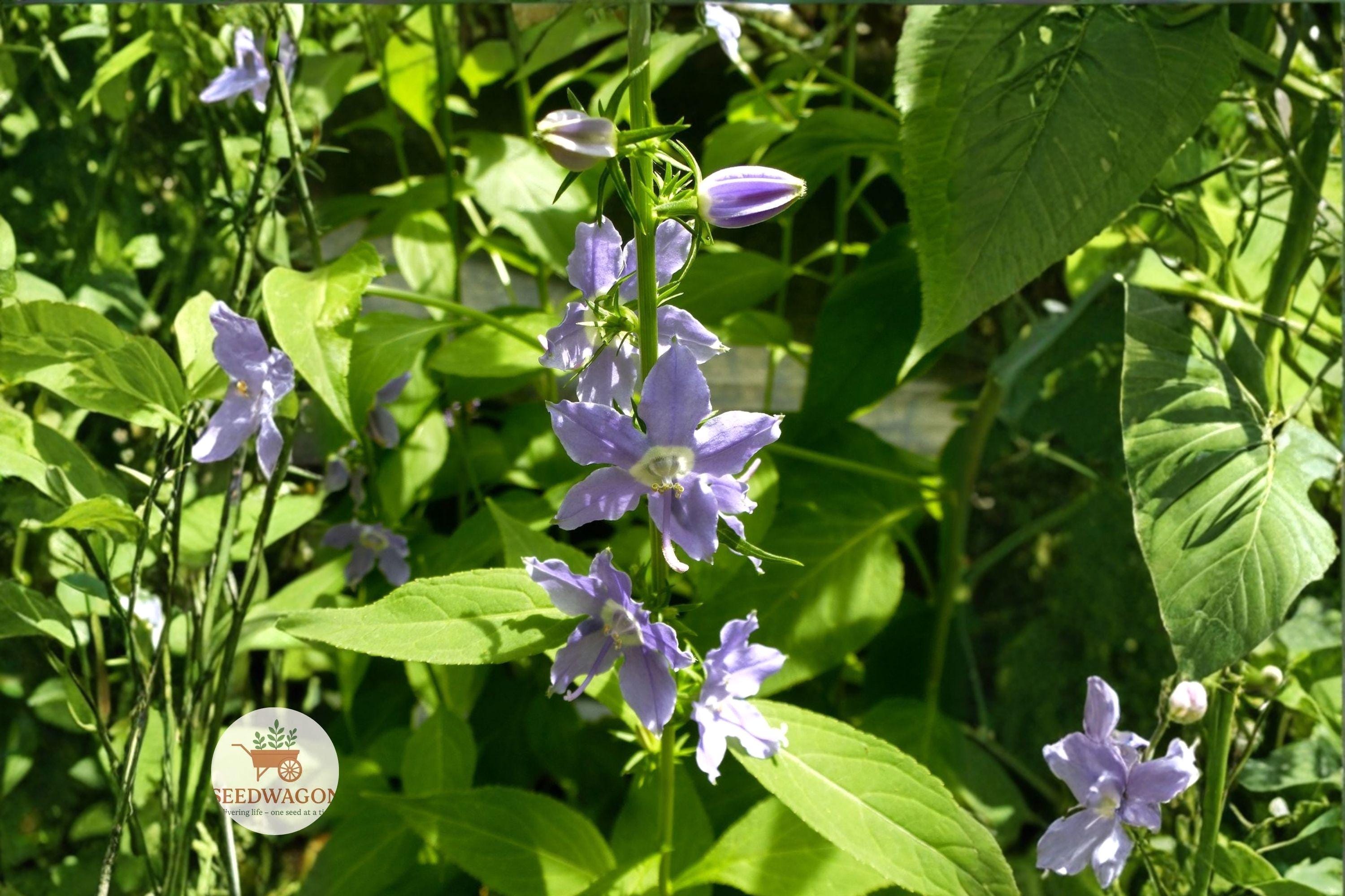 Tall Bellflower Seeds | Native Wildflower | Blue-Violet Star-Shaped Blooms | Campanula americana Pollinator Garden Seeds