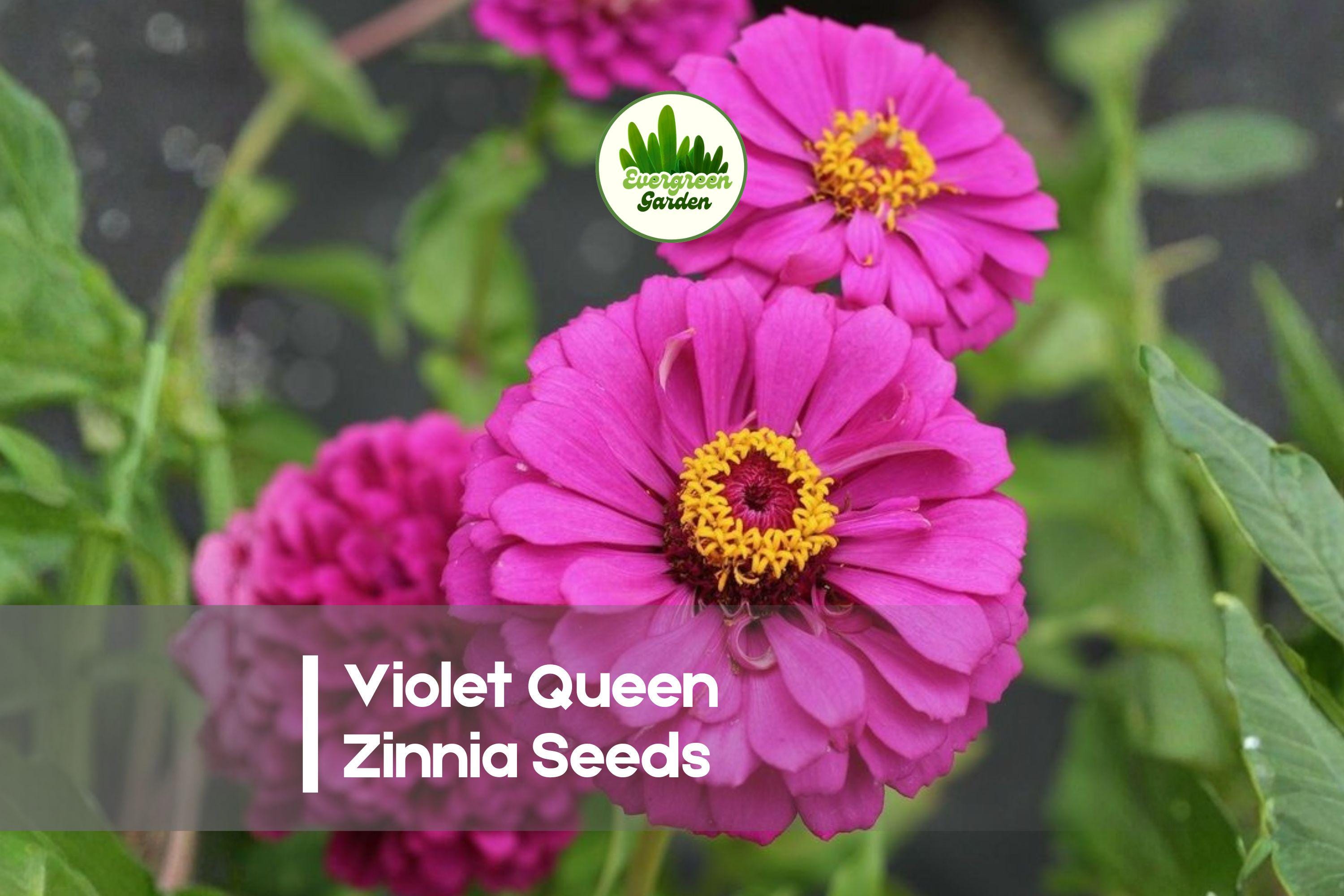 Violet Queen Zinnia Seeds – 100+ Premium Violet Purple Flower Seeds for Summer Blooms, Butterfly Attractant, Easy to Grow, Zinnia elegans