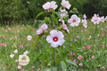 Native Rose Mallow Seeds | Hibiscus militaris | Pollinator-Friendly Perennial Flower for Moist Soils