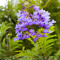 Jacaranda Tree Cuttings | Live Unrooted Propagation | Purple Blue Flowering Jacaranda mimosifolia | 3 Pack