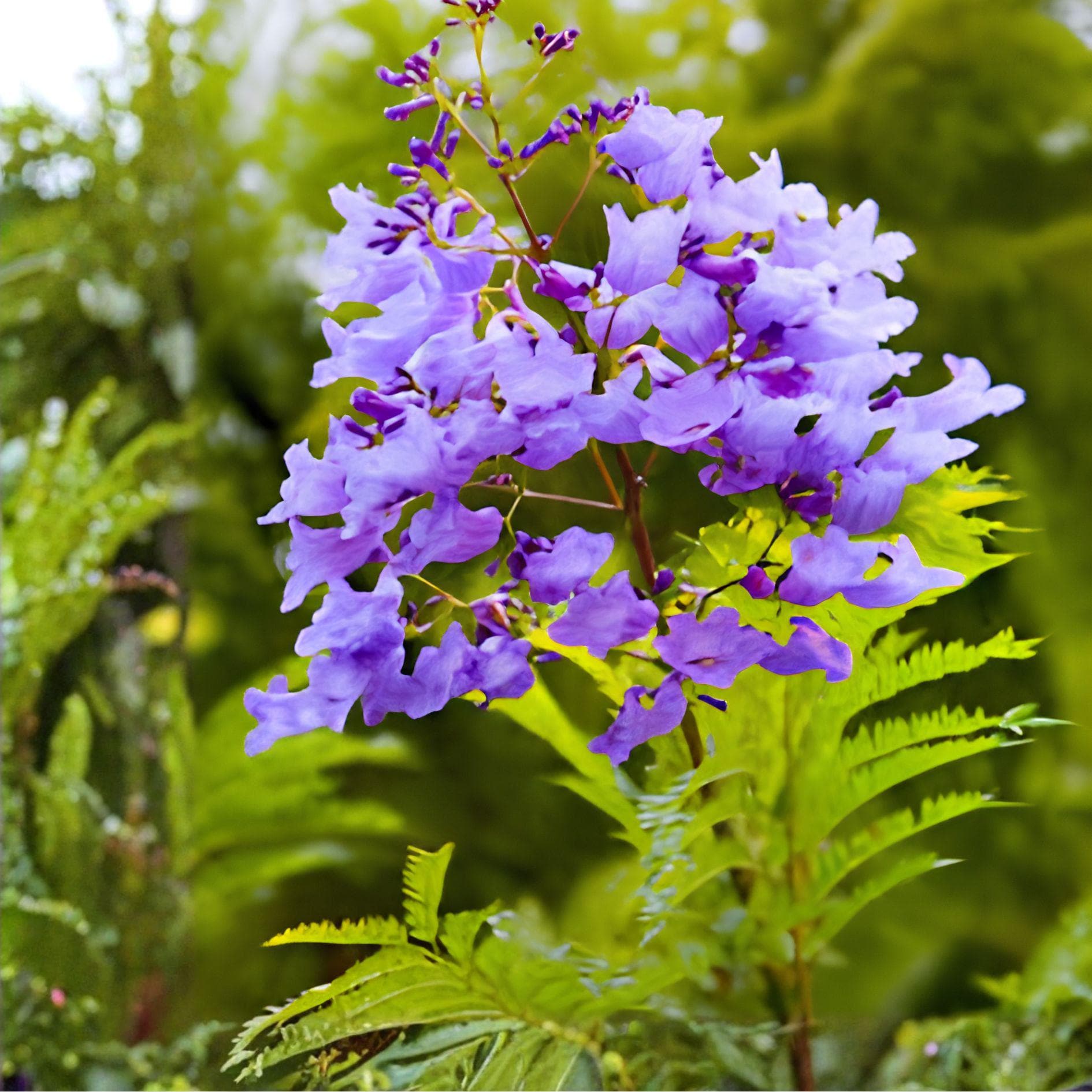 Jacaranda Tree Cuttings | Live Unrooted Propagation | Purple Blue Flowering Jacaranda mimosifolia | 3 Pack