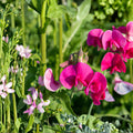 Sweet Pea Bush Cuttings | Polygala Myrtifolia | Milkwort Flower Plant | 7 Live 6" Unrooted Propagation Cuttings