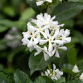 Star Jasmine Cuttings | Live Unrooted Clippings | Fragrant White Flowers | Trachelospermum Jasminoides Climbing Vine