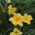 Big Time Happy Daylily Live Root Plant | Hemerocallis ‘Big Time Happy’ | Yellow Reblooming Flower | Perennial Garden Flower