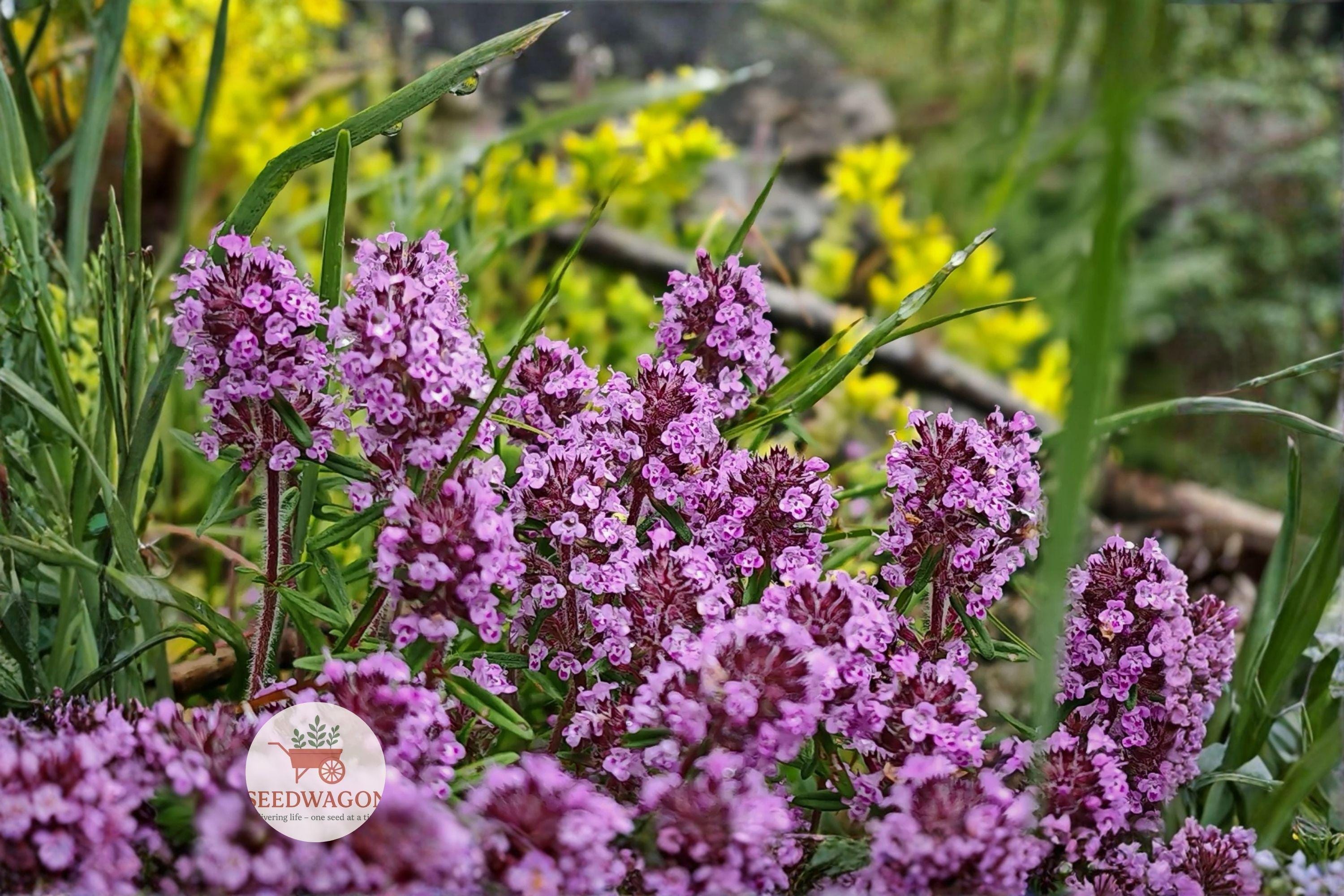 Wild Thyme Seeds – Broad-leaved Lemon Thyme, Perennial Herb, Thymus pulegioides, Aromatic Groundcover, Pollinator-Friendly Flowers