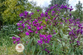 New York Ironweed Seeds – Vernonia noveboracensis Native Perennial Wildflower for Pollinator Gardens, Prairie & Rain Gardens