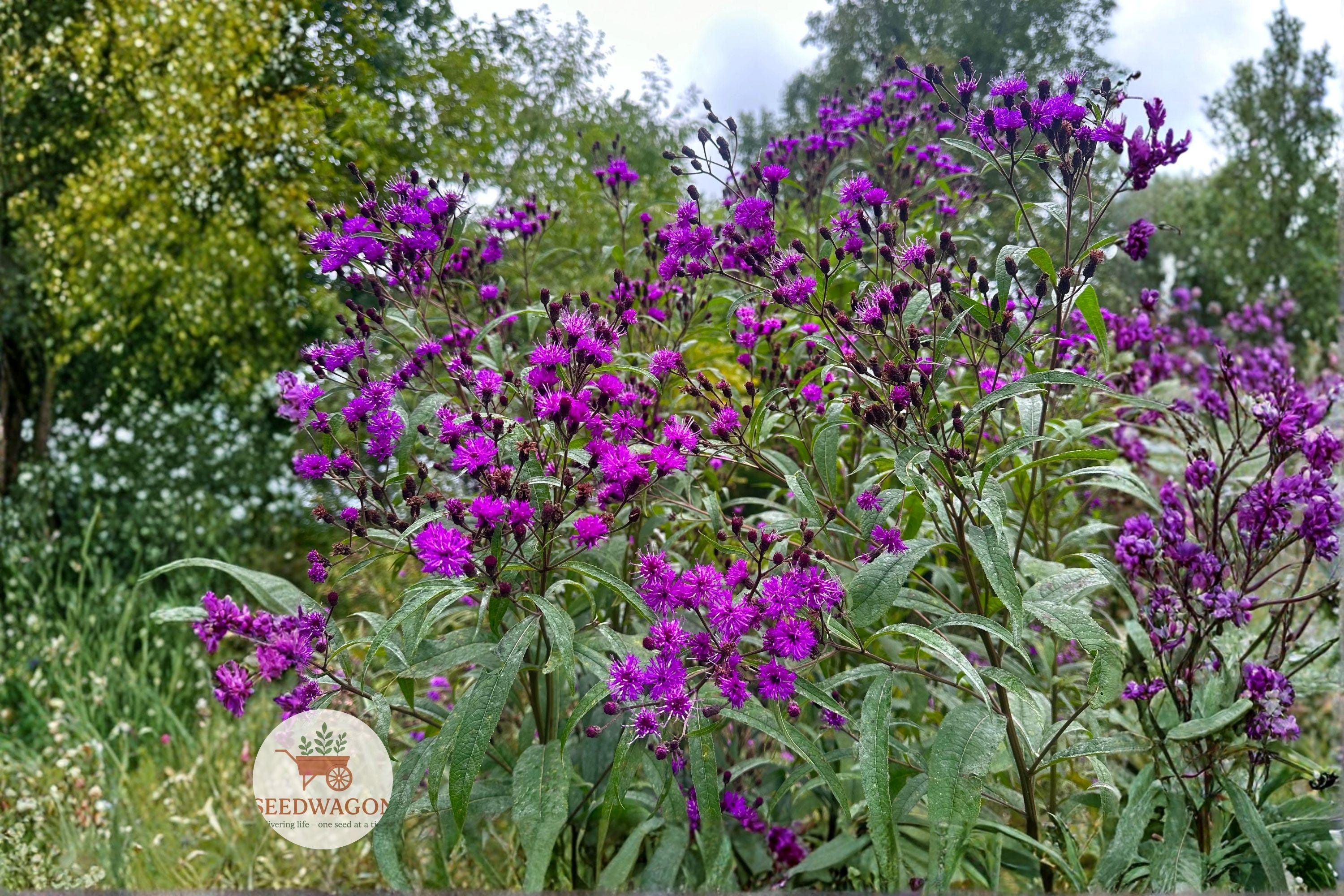 New York Ironweed Seeds – Vernonia noveboracensis Native Perennial Wildflower for Pollinator Gardens, Prairie & Rain Gardens
