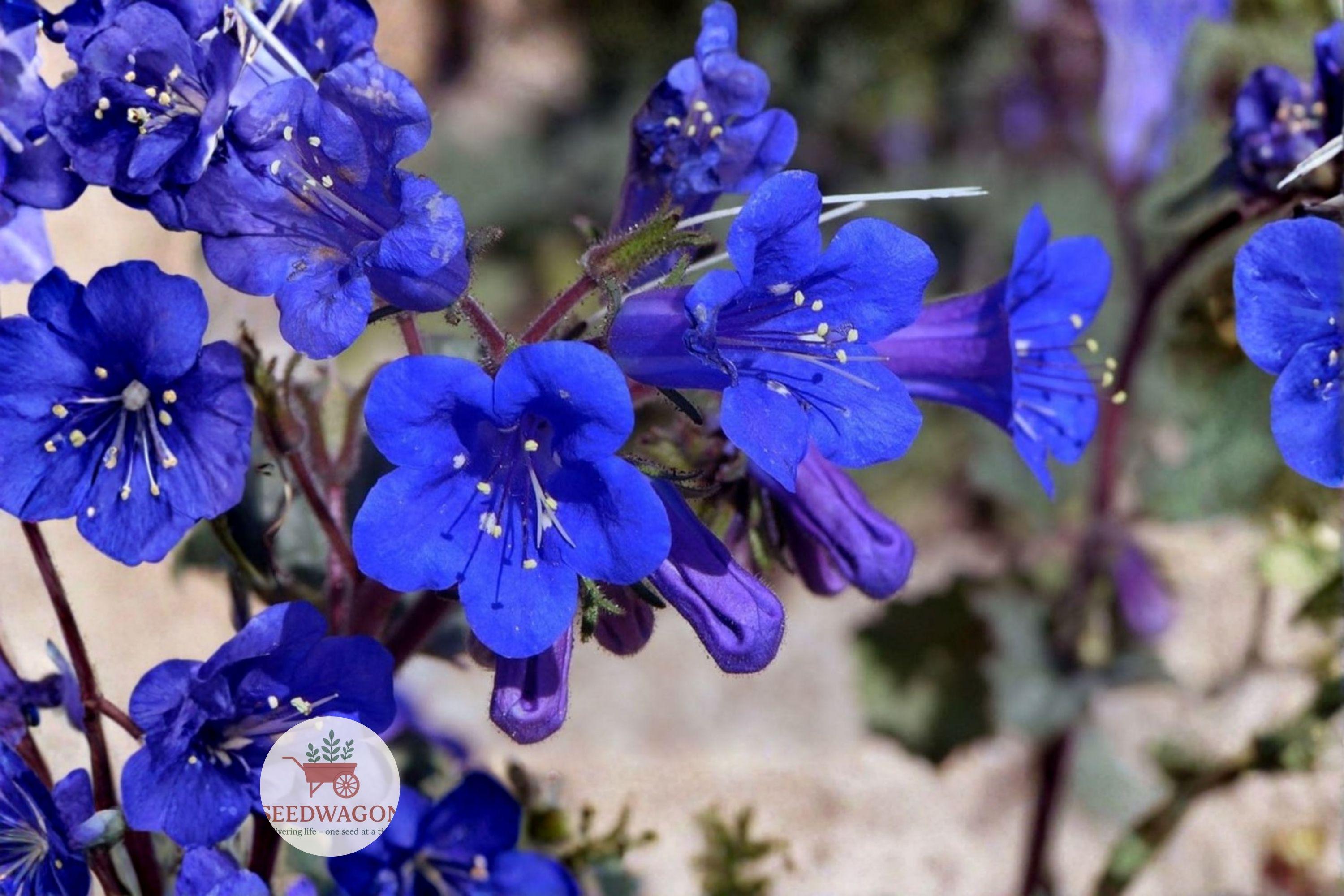 California Bluebells Seeds – Phacelia campanularia Wildflower, Blue Bell-Shaped Blooms, Drought Tolerant, Pollinator-Friendly, 100 Seeds