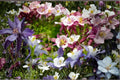 McKana Columbine Seeds – Multicolor Aquilegia x hybrida Perennial Flower for Borders & Pollinators