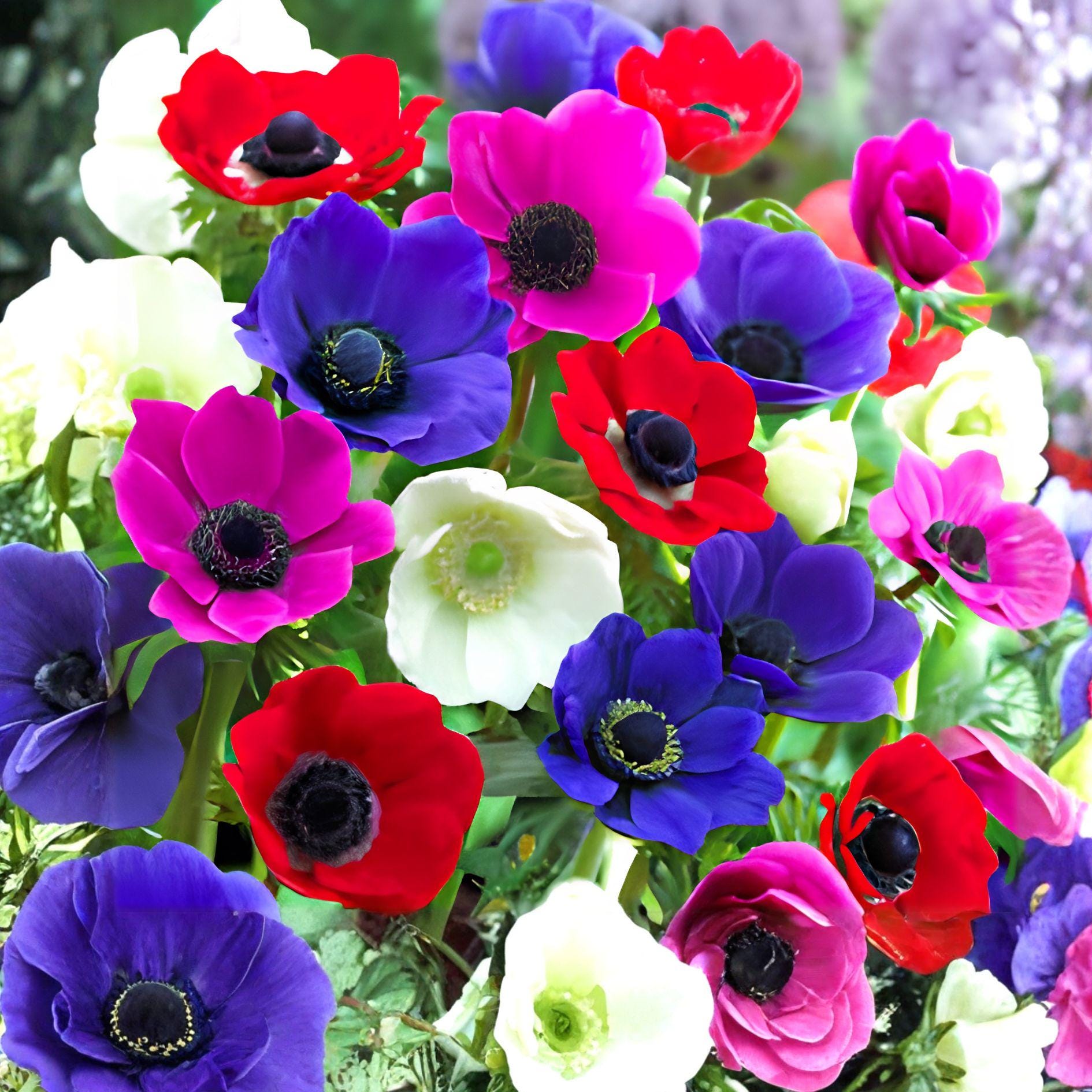Anemone De Caen Mix Bulbs | Dutch Windflowers | Colorful Spring Blooms | Hardy Perennial | 5 Corms