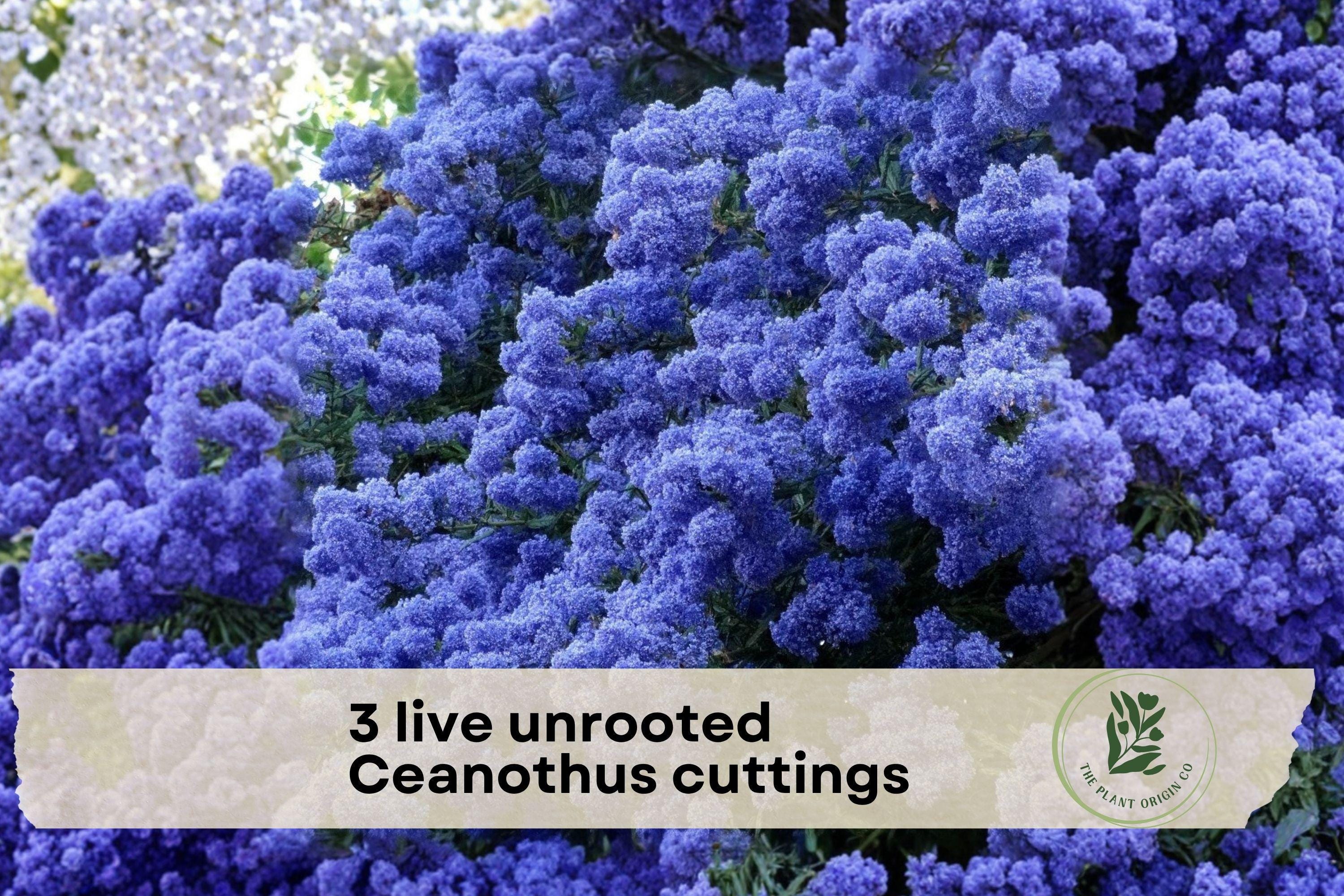 Unrooted Ceanothus Cuttings – California Lilac Blue Flowering Shrub for Drought-Tolerant Gardens & Landscaping