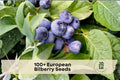 European Bilberry Seeds – Vaccinium myrtillus, Lowbush Woodland Berry Plant, Acid-Loving Perennial Shrub, Blue-Black Berries
