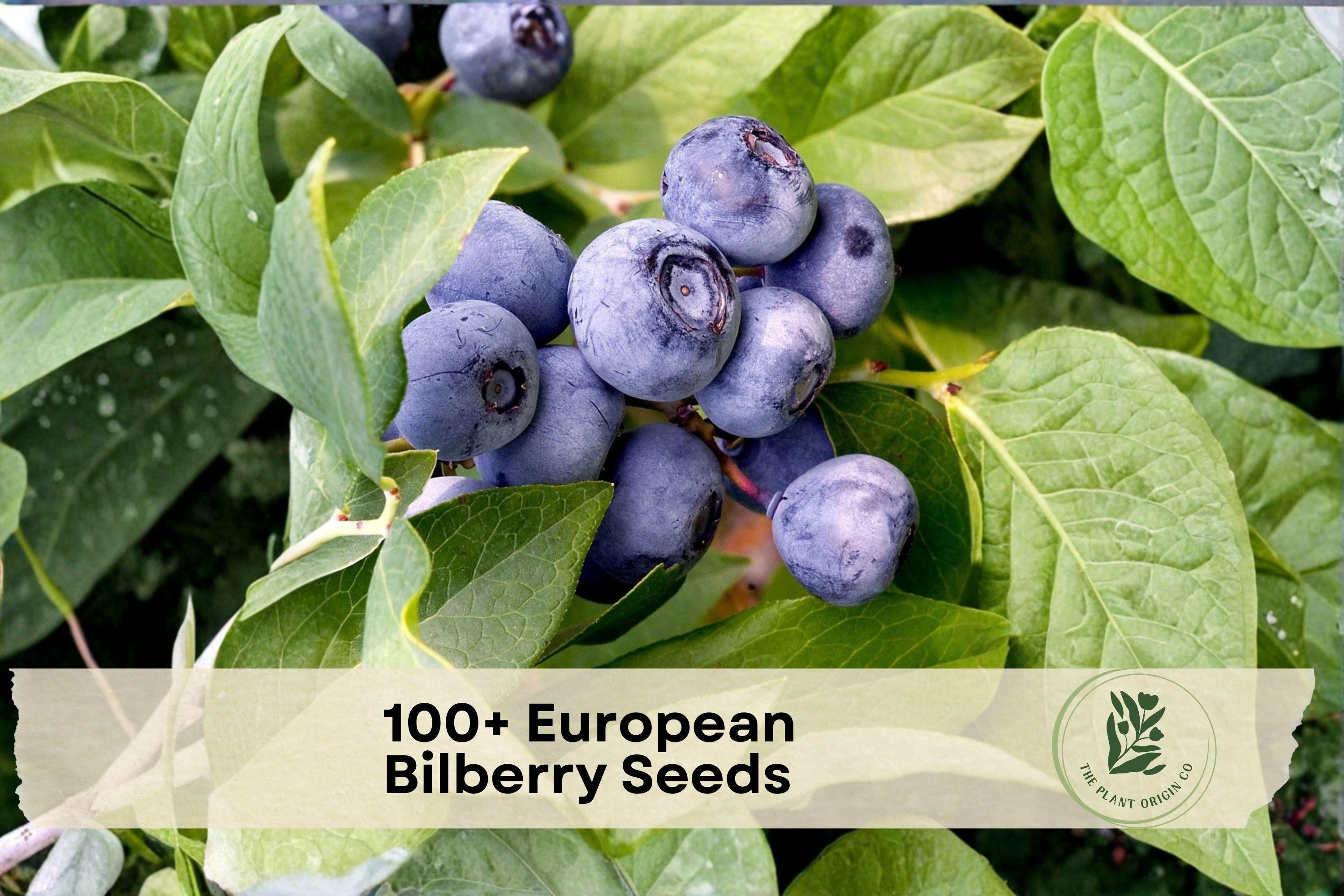European Bilberry Seeds – Vaccinium myrtillus, Lowbush Woodland Berry Plant, Acid-Loving Perennial Shrub, Blue-Black Berries
