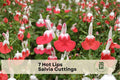 7 Hot Lips Salvia Cuttings – Unrooted Red & White Flowering Herb, Salvia greggii, Perennial Shrub for Garden, Containers & Pollinator Gardens