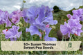 Susan Thomas Sweet Pea Seeds – Fragrant Climbing Flower Vine, Lathyrus odoratus, Pastel Blooms, Annual Garden Climber