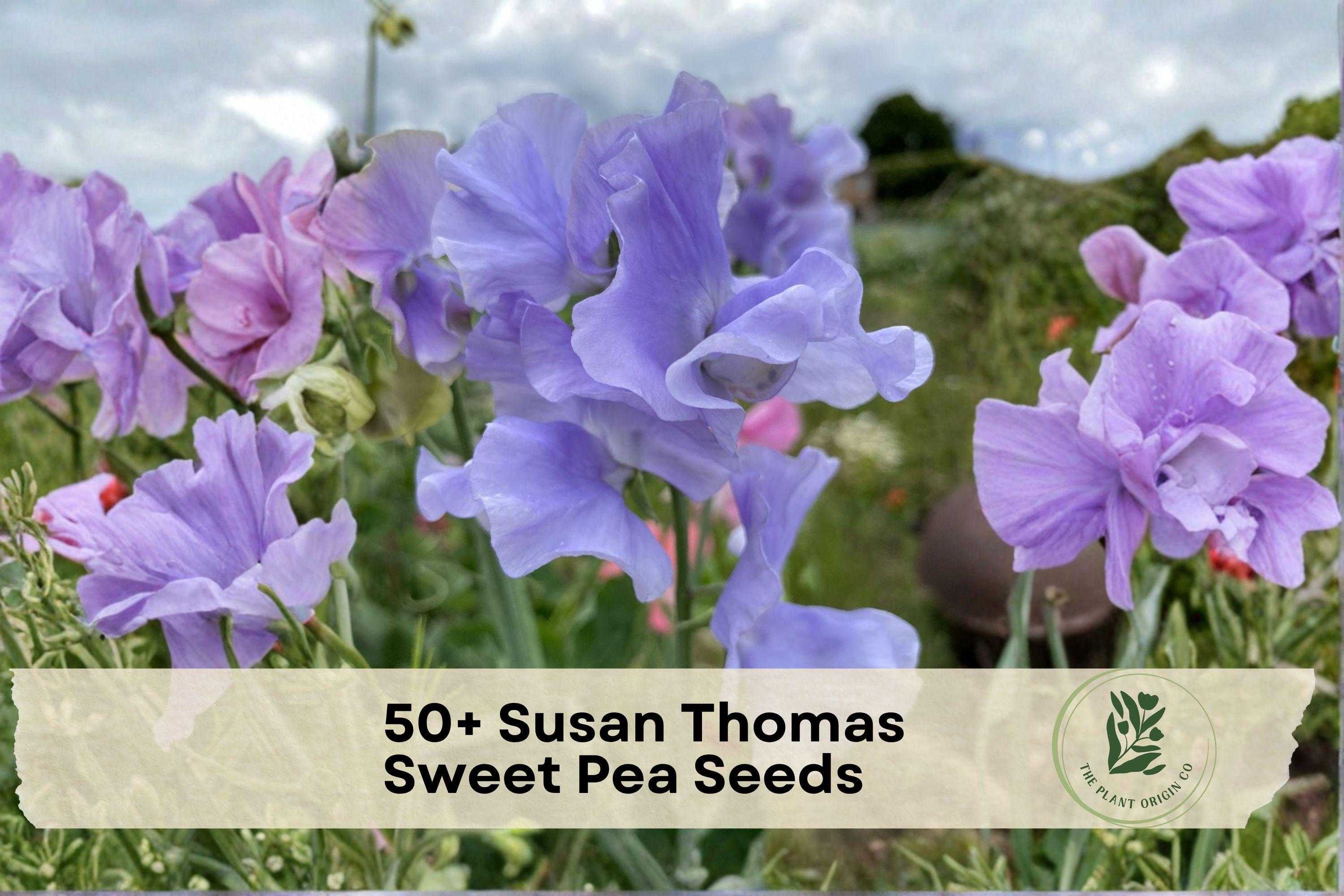 Susan Thomas Sweet Pea Seeds – Fragrant Climbing Flower Vine, Lathyrus odoratus, Pastel Blooms, Annual Garden Climber