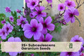 25+ Subcaulescens Geranium Seeds – Compact Pink to Magenta Flowering Perennial for Borders, Containers & Rock Gardens