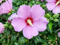 Rose of Sharon Seeds | Hibiscus syriacus Flowering Shrub | Pink, Purple, White, Blue | Ornamental Garden Plant
