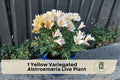 Yellow Variegated Alstroemeria Live Plant Root Bulb - Peruvian Lily, Ornamental Perennial for Garden Beds & Containers
