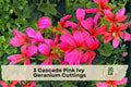3 Cascade Pink Ivy Geranium Cuttings – Pelargonium peltatum, Trailing Pink Flowering Plant for Hanging Baskets & Containers