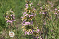 Spotted Bee Balm Seeds, Monarda punctata, Native Wildflower, Pollinator-Friendly Herb Garden, 100 Seeds