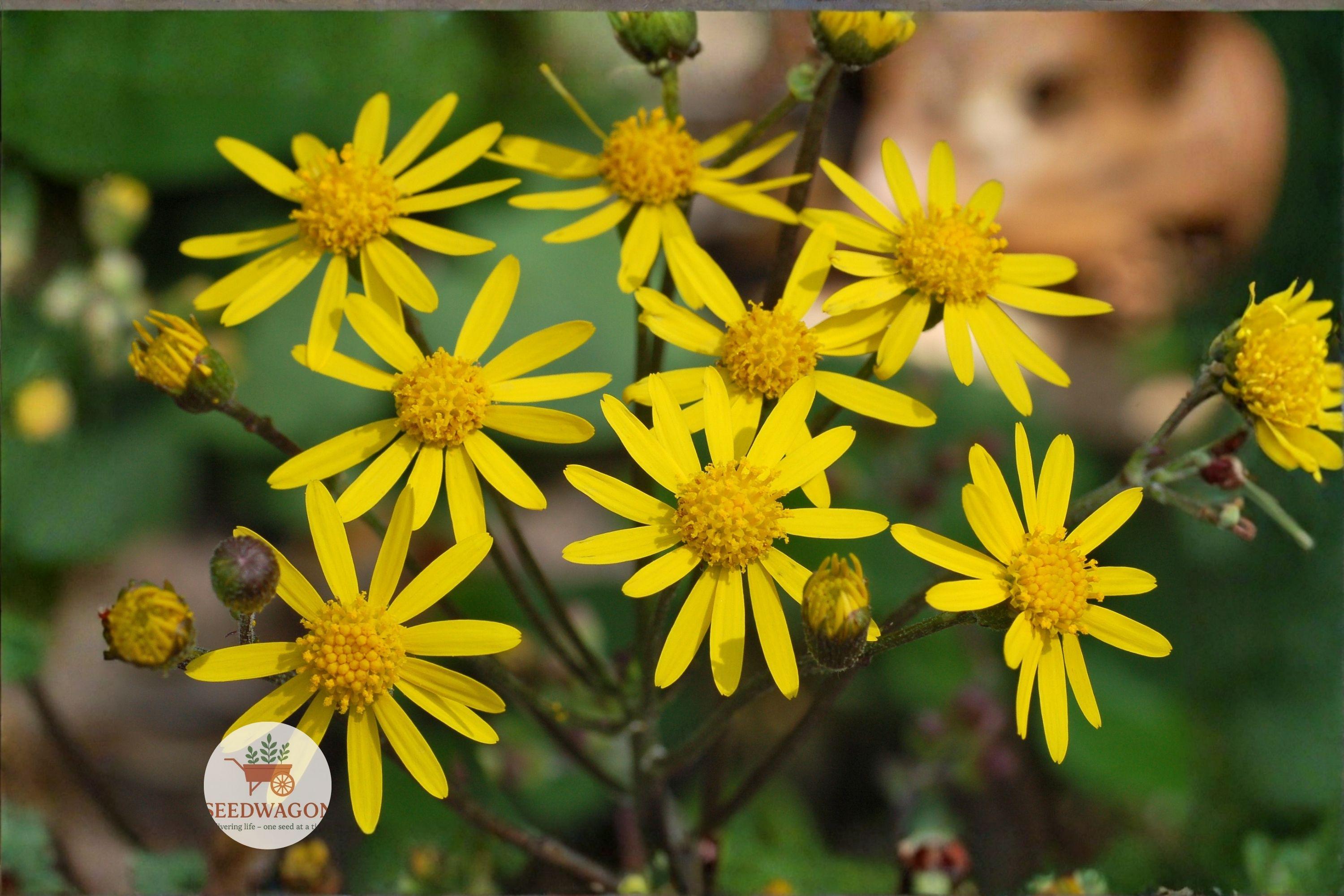 Golden Ragwort Seeds Packera aurea Native Wildflower for Pollinator Gardens, Shade & Woodland Landscapes, 75 Seeds