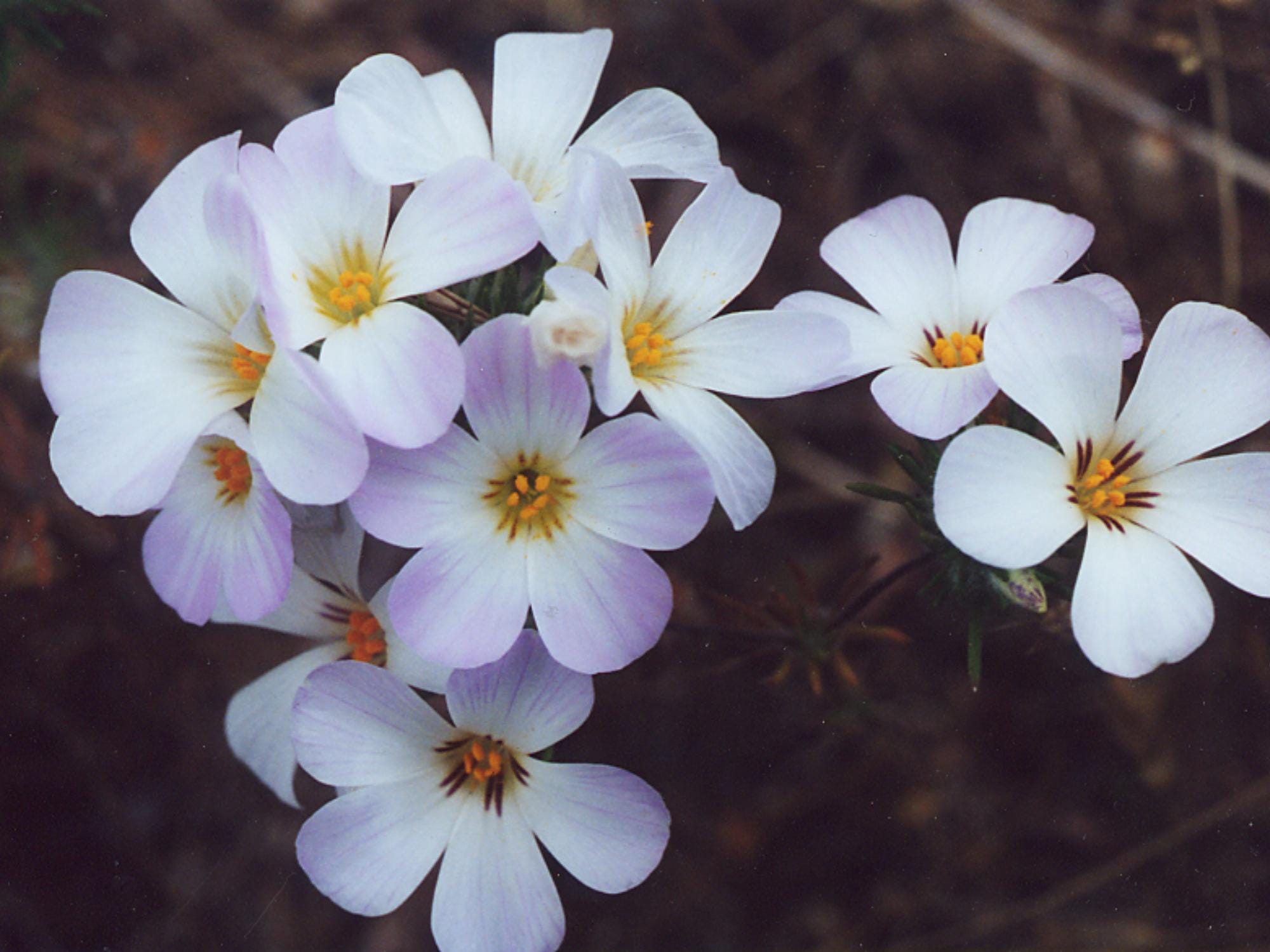 Mountain Phlox Seeds - Linanthus grandiflorus Wildflower Seeds for Cottage Garden & Pollinator Planting, 100 Seeds