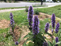 Anise Hyssop Seeds for Planting | Agastache foeniculum | Aromatic Cottage Garden & Pollinator Plant | 100 Seeds