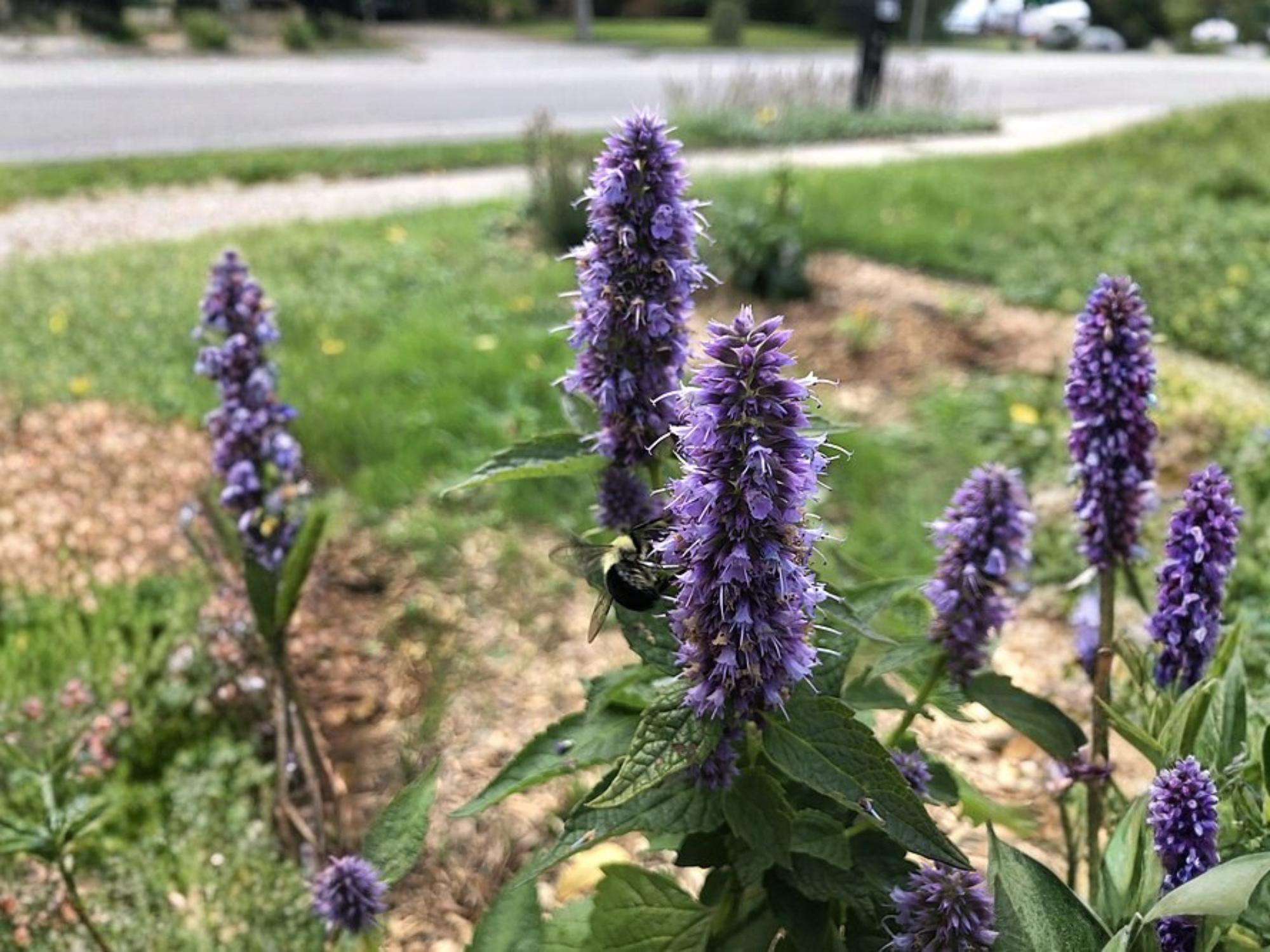Anise Hyssop Seeds for Planting | Agastache foeniculum | Aromatic Cottage Garden & Pollinator Plant | 100 Seeds