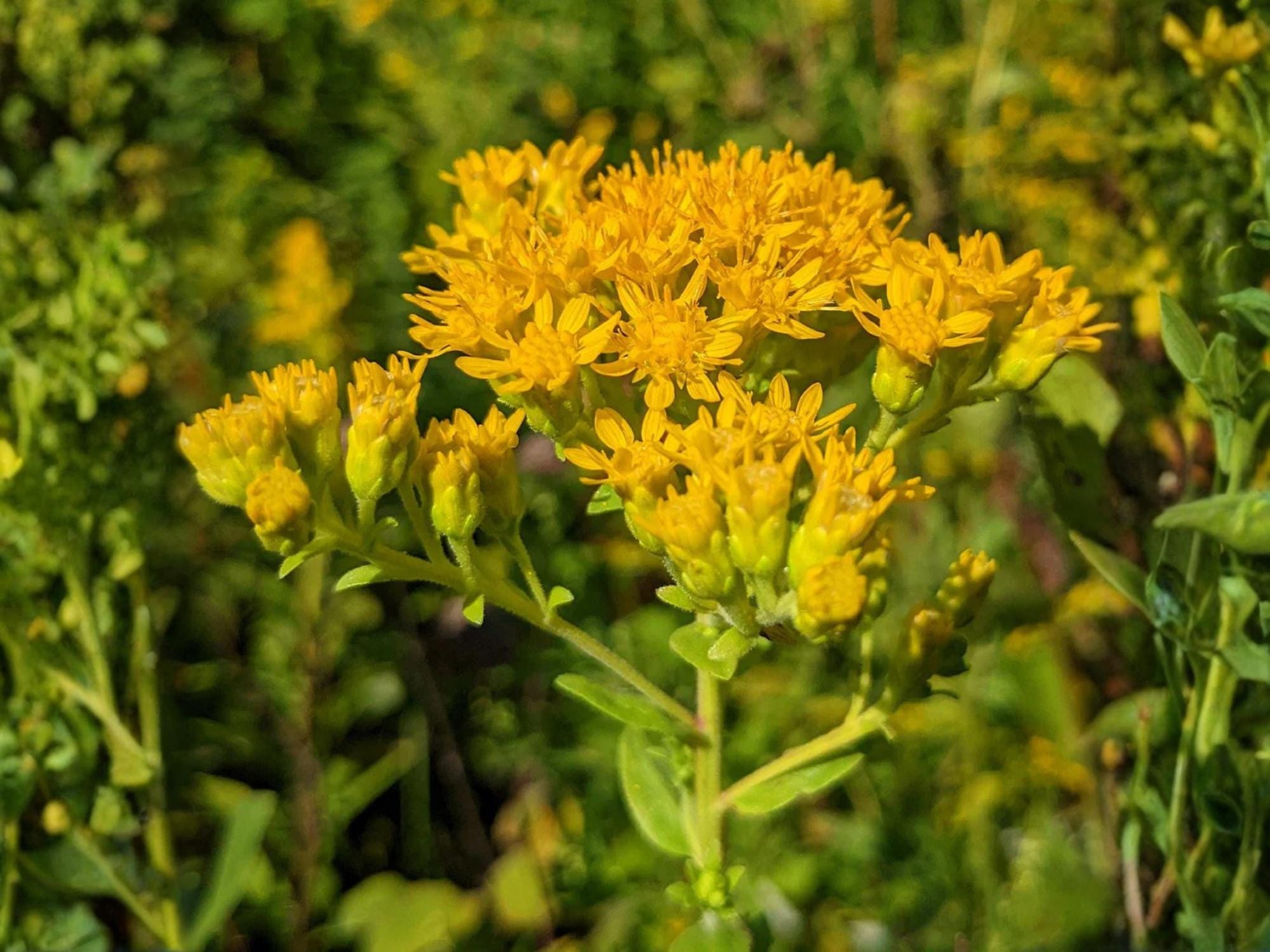 Stiff Goldenrod Seeds – Solidago rigida Wildflower Seeds for Pollinator Gardens, Borders & Meadow Plantings