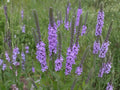 Hoary Vervain Seeds – Verbena stricta Wildflower Seeds for Pollinator Gardens, Cottage Garden, Natural Landscape, 100 Seeds