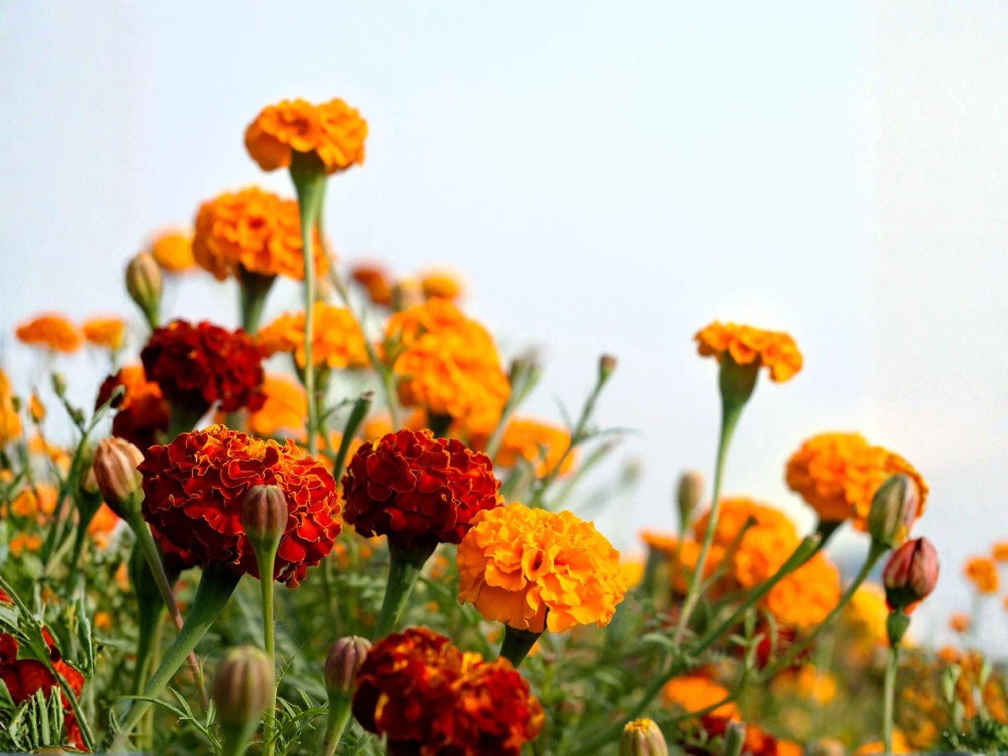 French Marigold Petite Mixture Seeds – Dwarf Tagetes patula for Borders, Containers & Pollinator Gardens