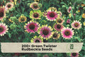Green Twister Rudbeckia Seeds – 200+ Coneflower-Style Flower Seeds for Sunny Gardens, Borders, Containers, Pollinator Gardens