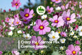 Crazy For Cosmos Mix Seeds – 200 Bright Colorful Cosmos bipinnatus Flowers for Borders, Wildflower Gardens & Cut Flowers