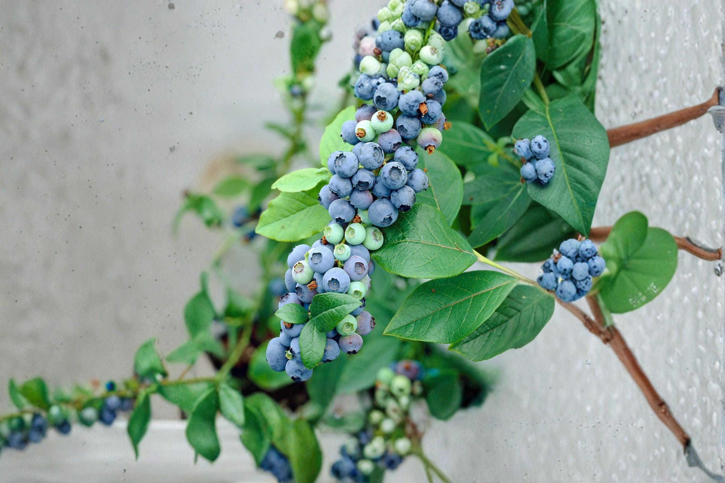 Blueberry Plants 2 Pack Vaccinium corymbosum Blueray Fruit Shrub Edible Berries Outdoor Garden
