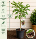 Carob Live Fruit Tree 12–24 Inches Tall – Ceratonia siliqua – Mediterranean Evergreen Edible Garden Plant