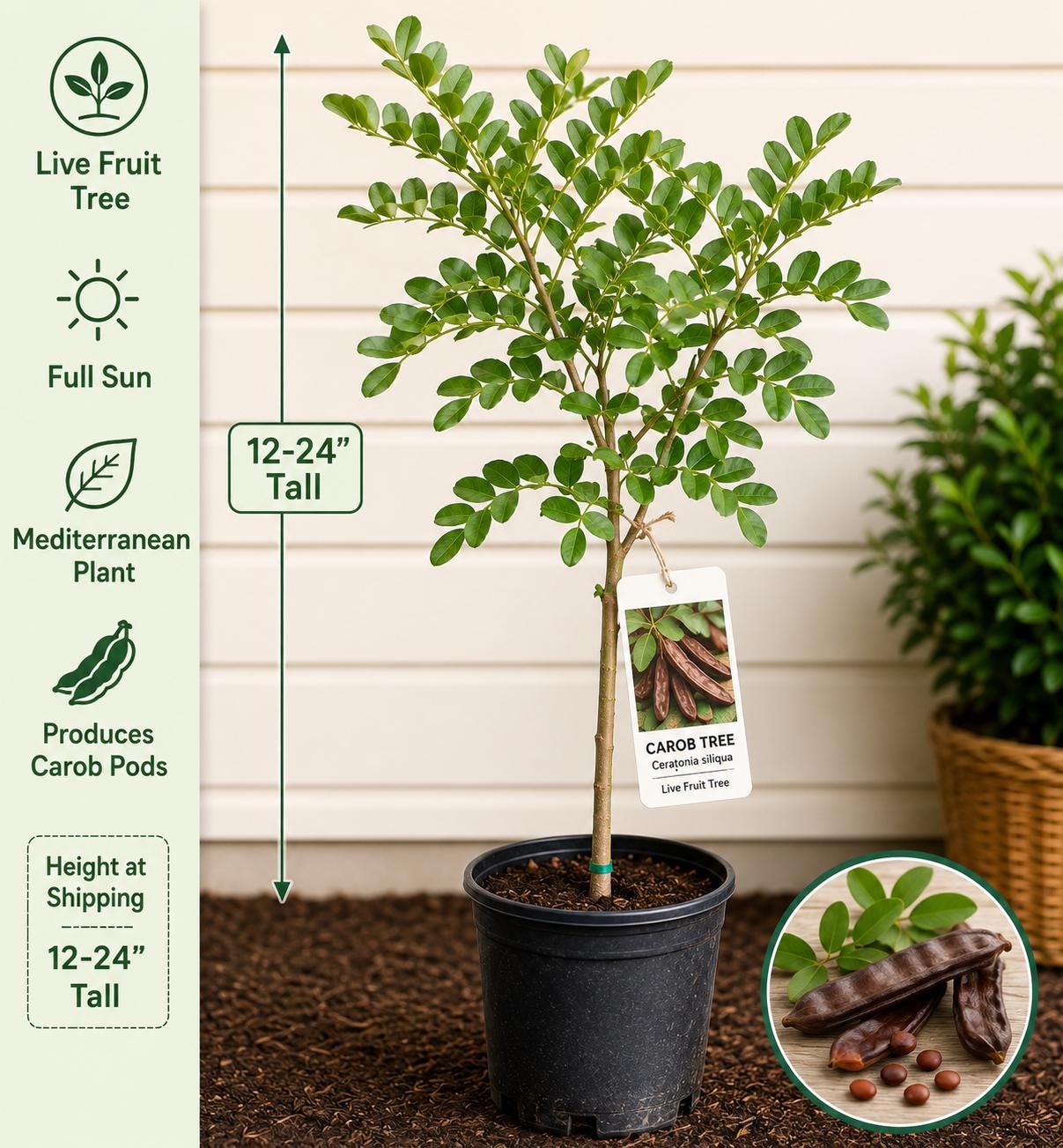 Carob Live Fruit Tree 12–24 Inches Tall – Ceratonia siliqua – Mediterranean Evergreen Edible Garden Plant