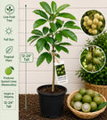 Spanish Lime Live Fruit Tree – Melicoccus bijugatus – Tropical Edible Tree, 12–24 Inches Tall
