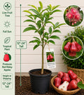 Red Malay Apple Live Fruit Tree – Syzygium malaccense – Tropical Edible Landscape, Small Starter Plant
