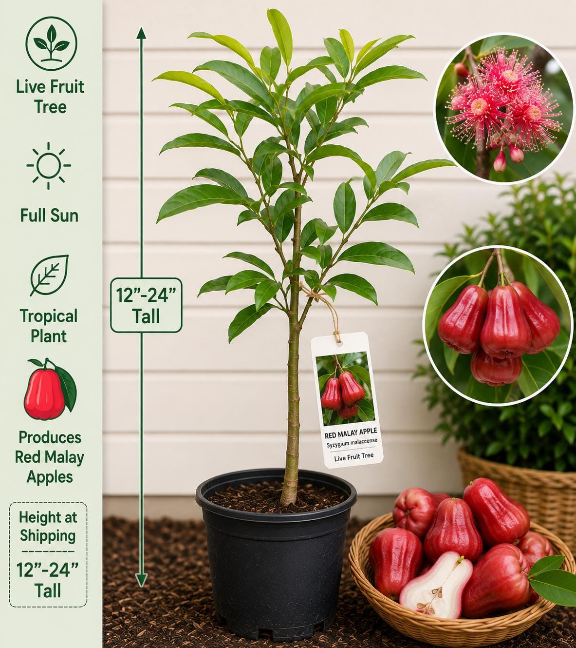 Red Malay Apple Live Fruit Tree – Syzygium malaccense – Tropical Edible Landscape, Small Starter Plant
