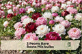 Peony Bare Roots Mix Bulbs – White & Pink Flowering Perennial Paeonia lactiflora for Garden Beds & Borders